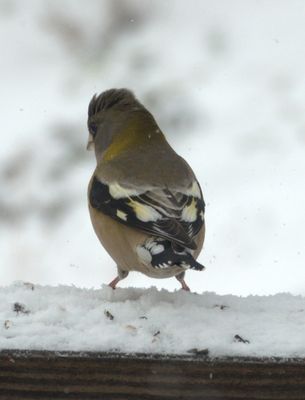 Female Grosbeak, She's really pretty