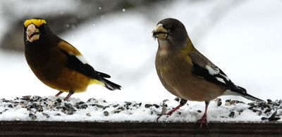 Male and Female Grosbeaks