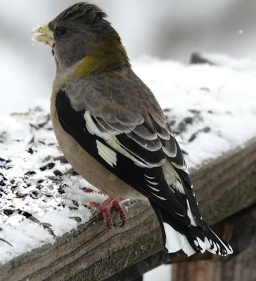 THe Female Grosbeak in Charge!
