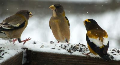 TODAY, there were 13 grosbeaks on the second sunflower batch