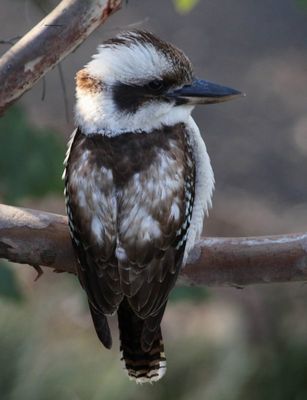 Kookaburra
