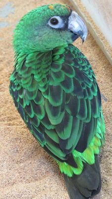 Conure
