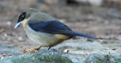 Goggled Tanager??