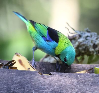 Green headed Tanager