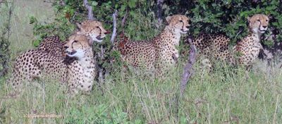 Four Brothers Cheetahs Hunting