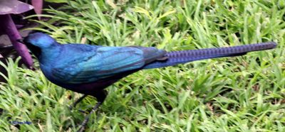 Meve's Starling...has a tail almost as long as his body