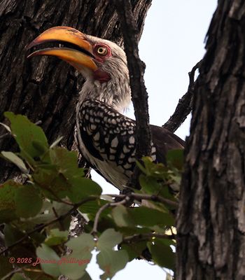 Yellowbilled Hornbill