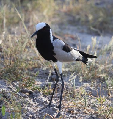 Blacksmith Lapwing
