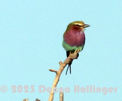 Lilac Breasted Roller
