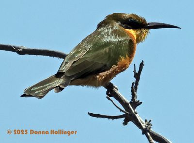 Little Bee Eater