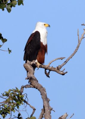African Fish Eagle