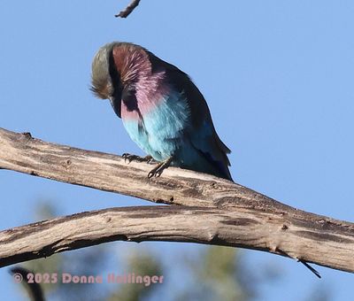 Lilac Breasted Roller