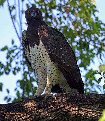 Wingspan of 7.9 feet Martial Eagle is almost 34 inches STEM TO STERN