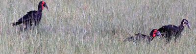 Southern Red-Billed Hornbill