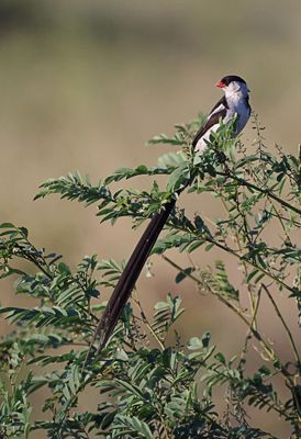 Pin-Tailed Whydah Adult Male