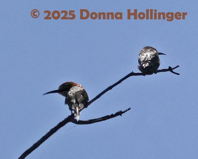 Little Bee Eaters in the Sun