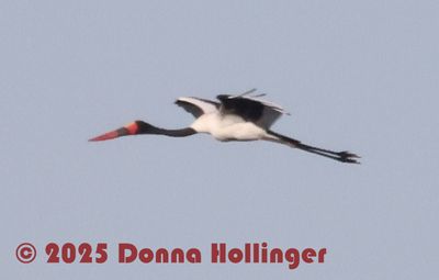 Flying Saddle-billed Stork