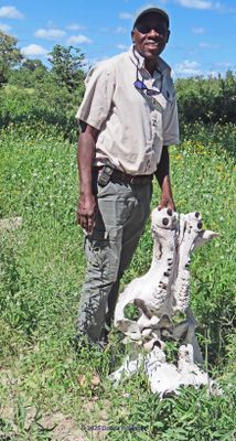 Chief Guide Francis and a Hippo Skeleton