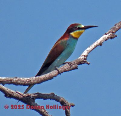 Bee Eater Carmine