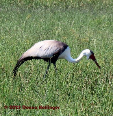 Wattled Crane.1025.copy.jpg