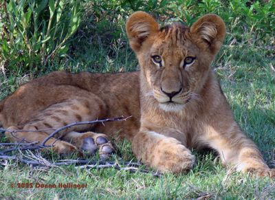 Four Rivers Camp Lion Cub