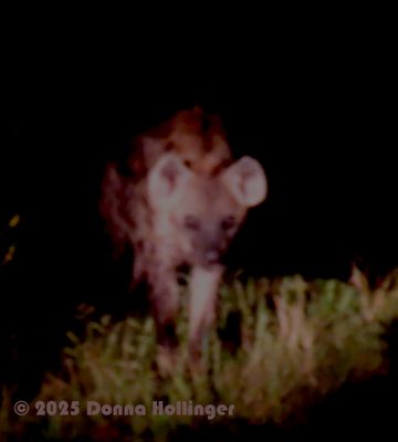 This was an Hyeana! not a Jackal!