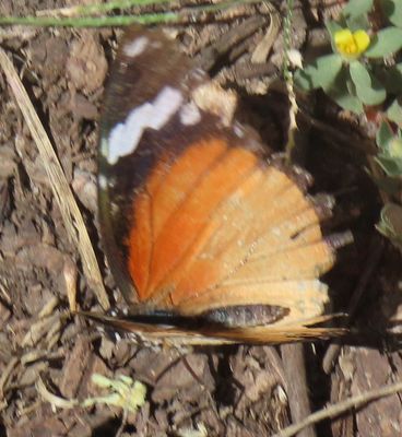 Danaid Eggfly