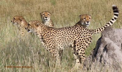 Four Cheetah Brothers Hunting