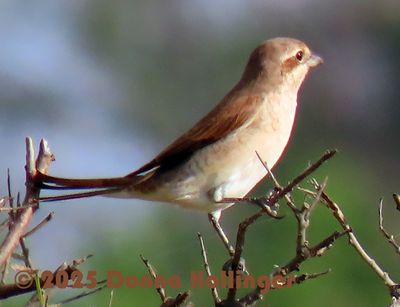 Female Red-backed Shrike