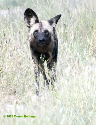 African Wild Dog