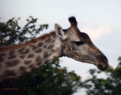 Close Up of a Giraffe's head