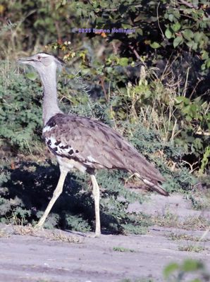 2025 Botswana Birding trip