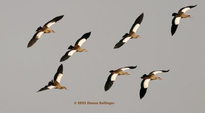 Some of the 25 or so Egyptian Geese flying into a watering hole