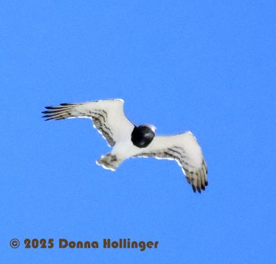 Adult Black-chested Snake-Eagle Hunting