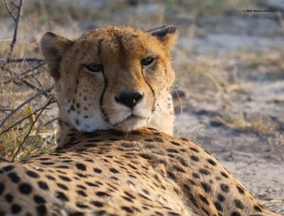 2025 Botswana Birding trip