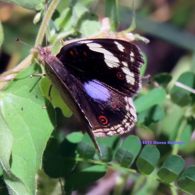 2025 Botswana Birding trip