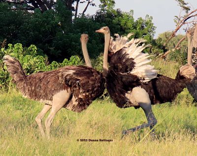 2025 Botswana Birding trip