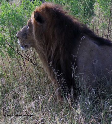Male Lion with a Full Mane