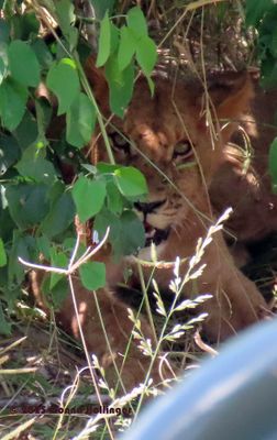 2025 Botswana Birding trip