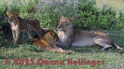 Female Lion with 2 of 6 cubs