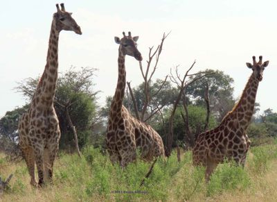 2025 Botswana Birding trip