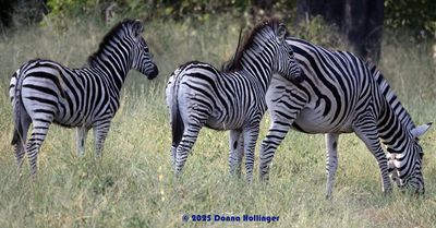 These Zebra twins love Mummy