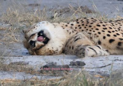 Male Cheetah Waking Up Close Up