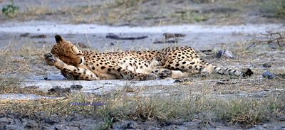 Cleaning up after nap Cheetah