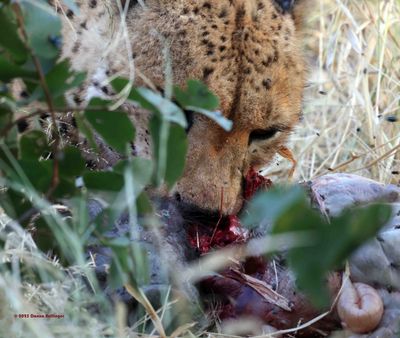 Cheetah Eating Warthog entrails