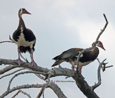  Spur-Winged Geese on a Snag