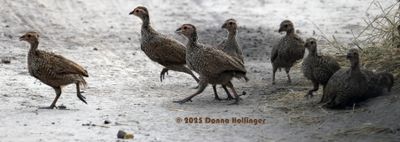 Flock of chicks, Spur-Winged-Fowl