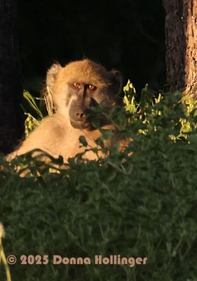 This Babboon was watching me take photos