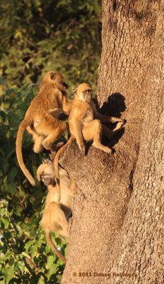 3 Chacma Babboons in a huge tree