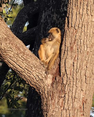 2025 Botswana Birding trip